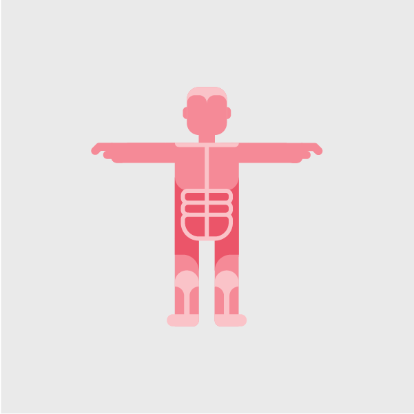 Representación de músculos y tendones del cuerpo humano simple